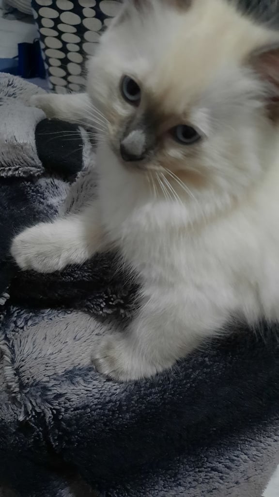Ragdoll Kitten