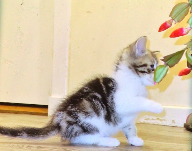 Exquisite Part Ragdoll Silver Tabby and Tabby & White Kittens