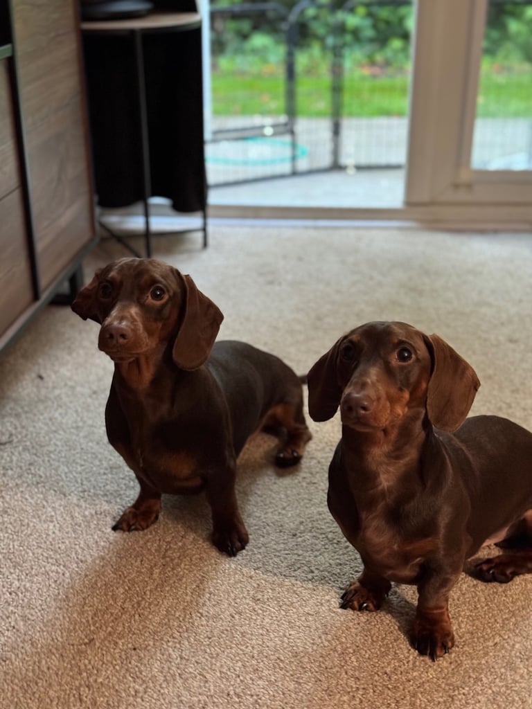 Two Minature Dachshunds (1yr & 2yr)