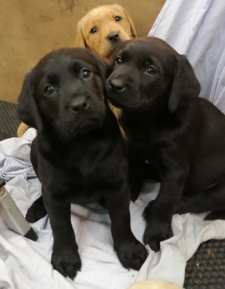 Beautiful Pups