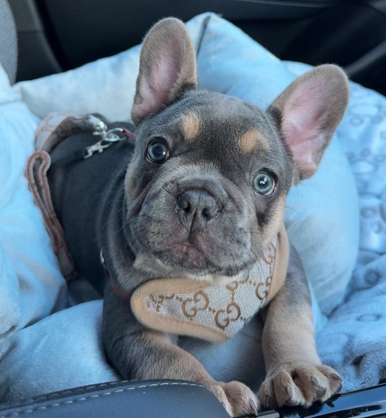 KC reg French bulldog puppy