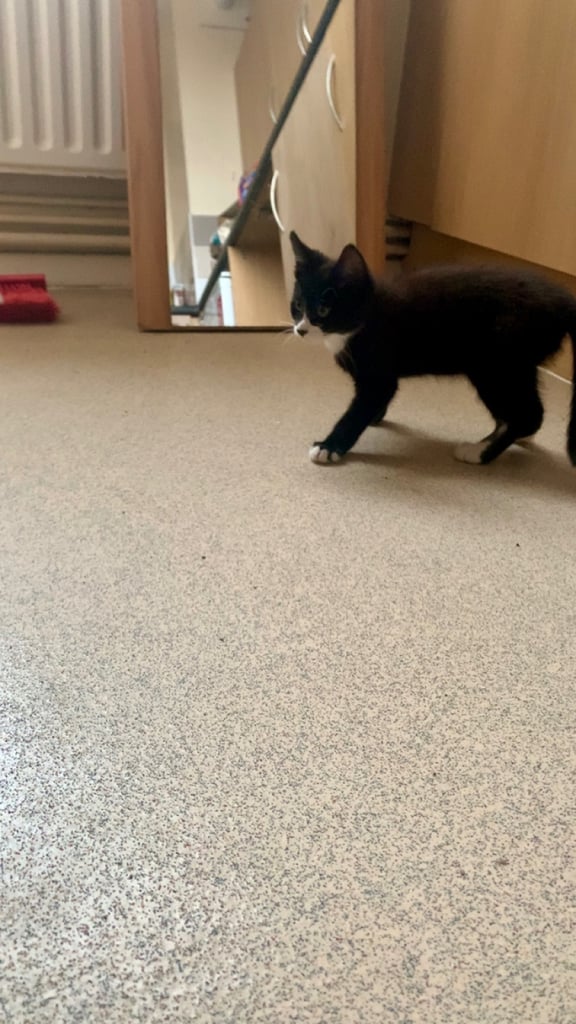 🐾Kittens for sale, urgent rehoming 