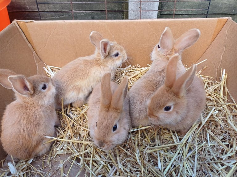 image for 5 Sweet Baby Mini Lop X Rabbits