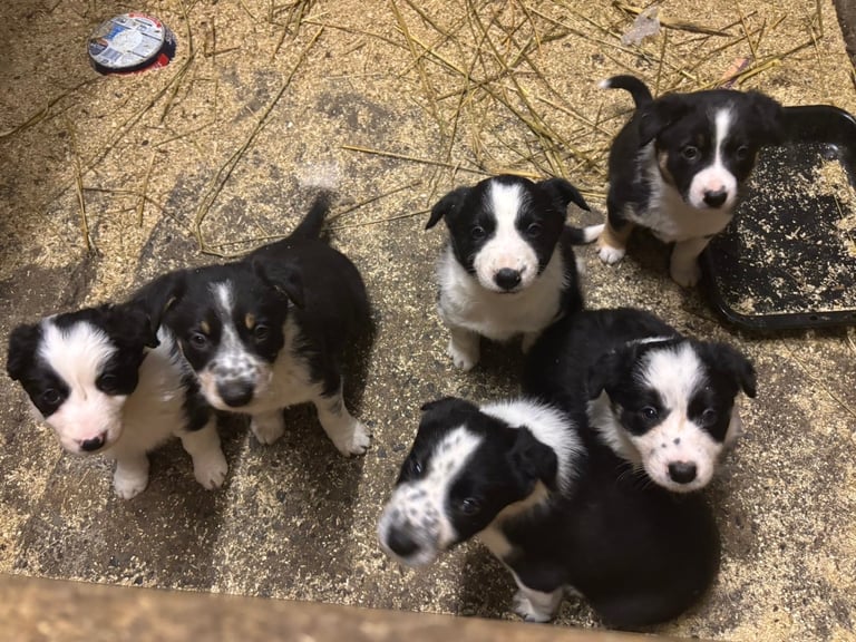 image for Beautiful collie pups 