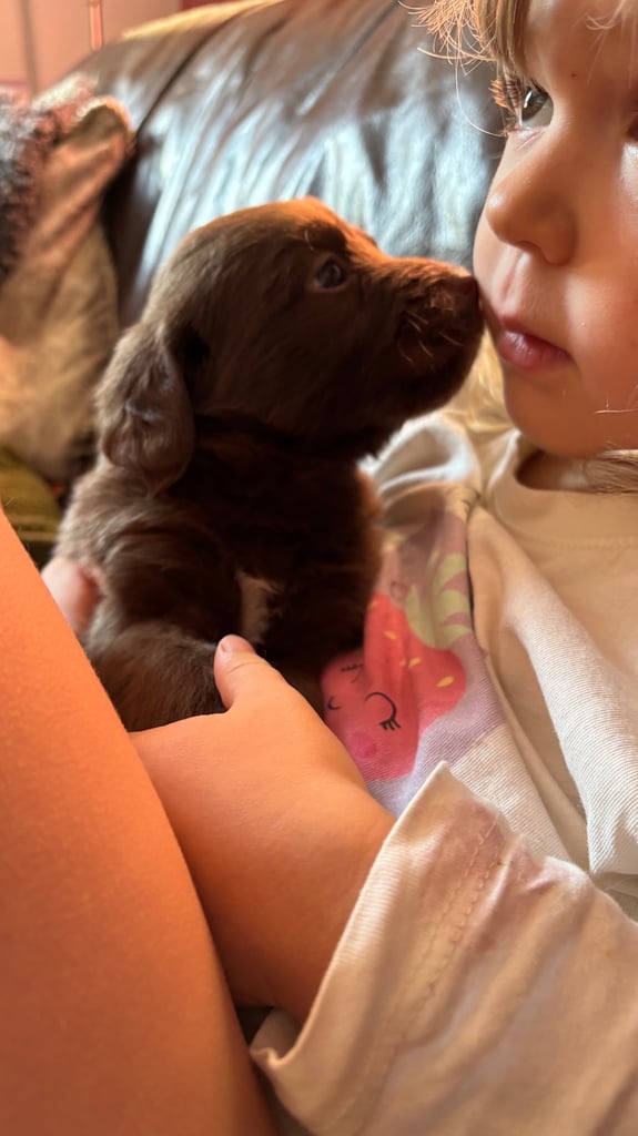 READY THIS WEEKEND Adorable Labradoodle 