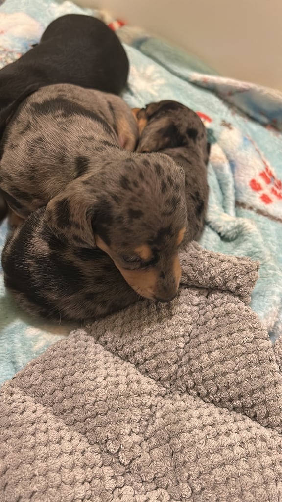 KC silver dapple & cream Dachshunds 