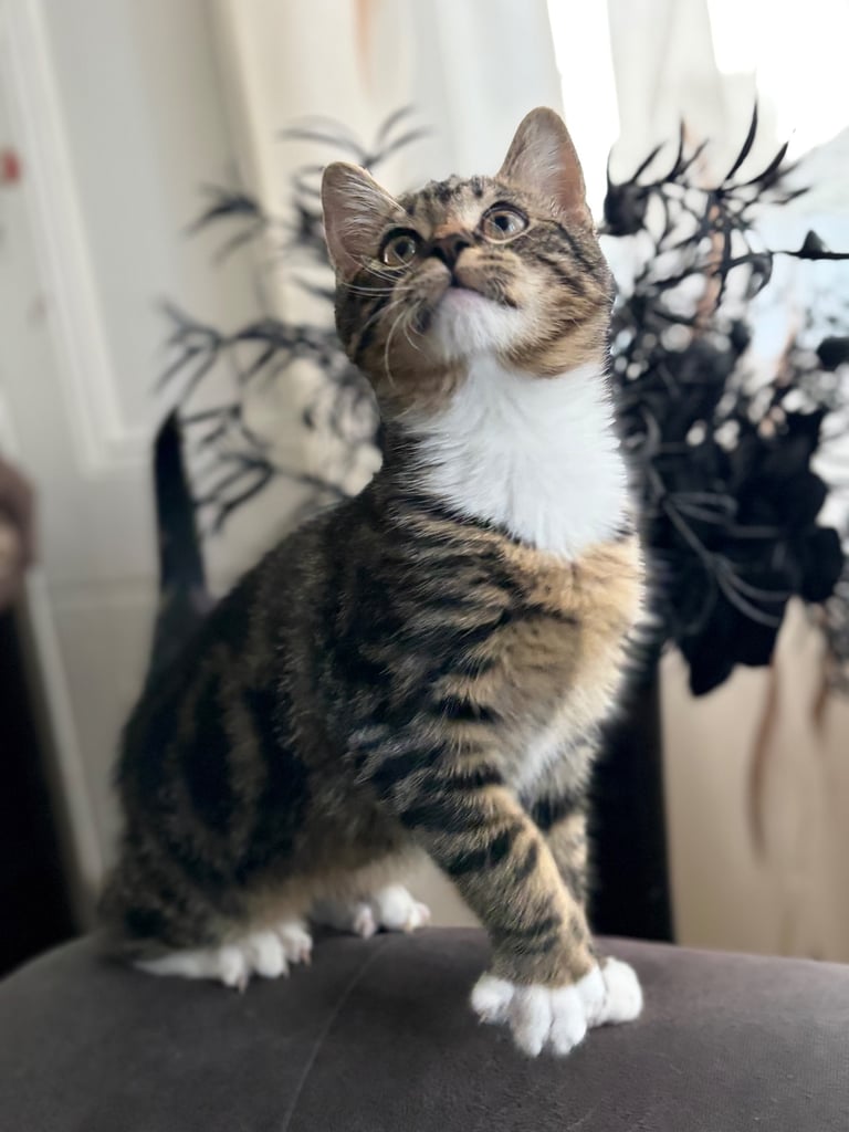 Kitten boy