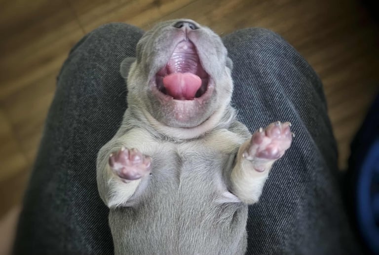 Generational Health tested French Bulldog Puppies (Only one boy and One Girl Left)