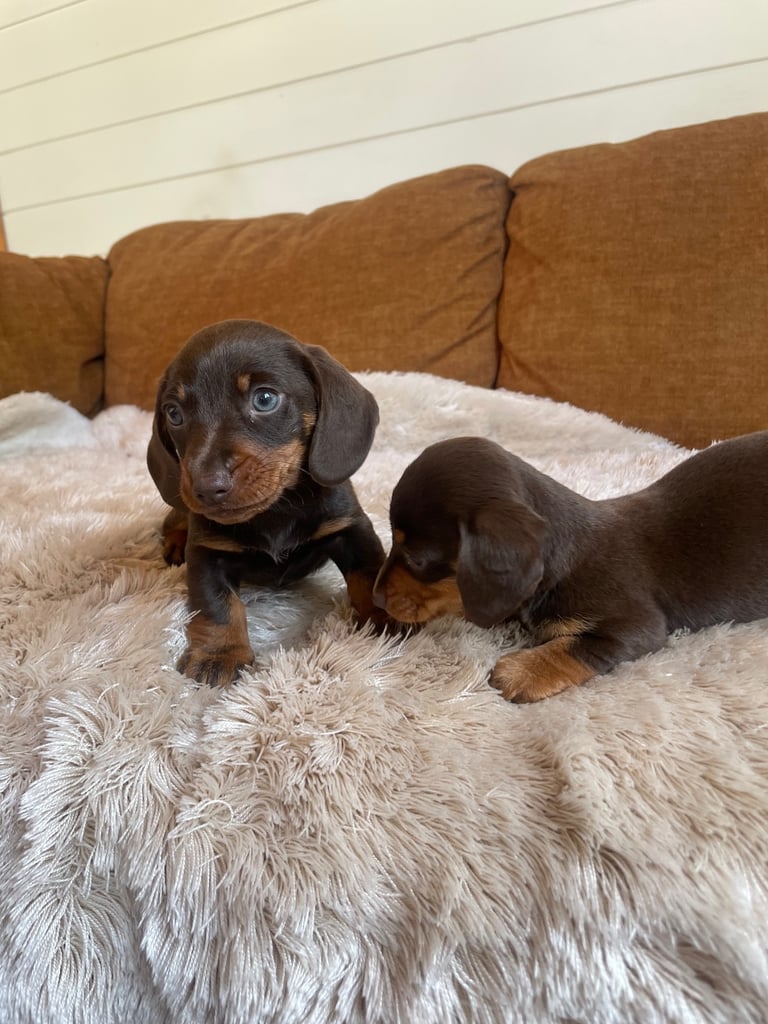 Miniature dachshund puppy 