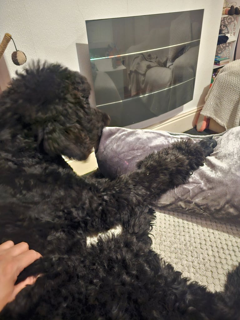Standard poodle 6 months old female