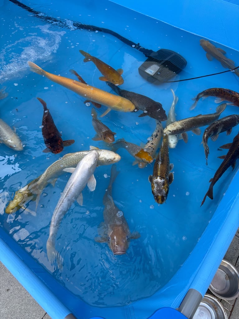 image for Japanese koi carp 