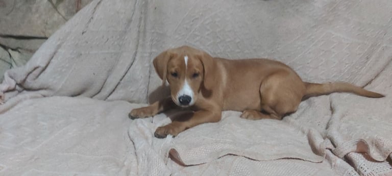 male fox red labrador  pup