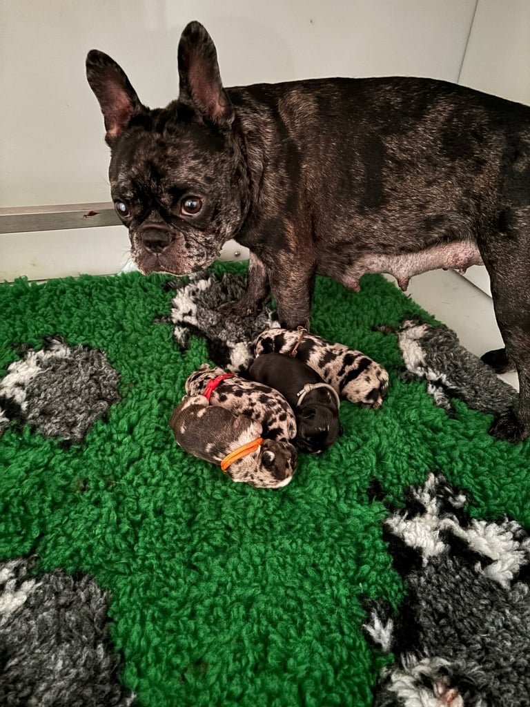 French bulldog puppies 