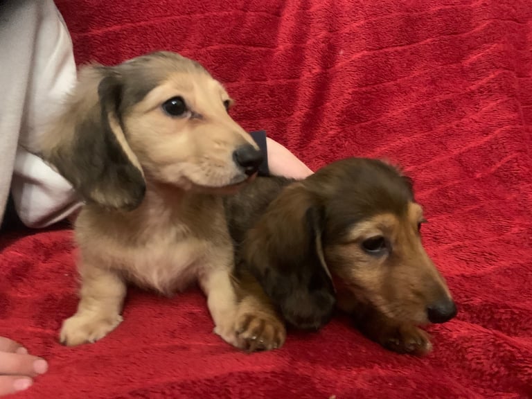 Dachshund puppies 