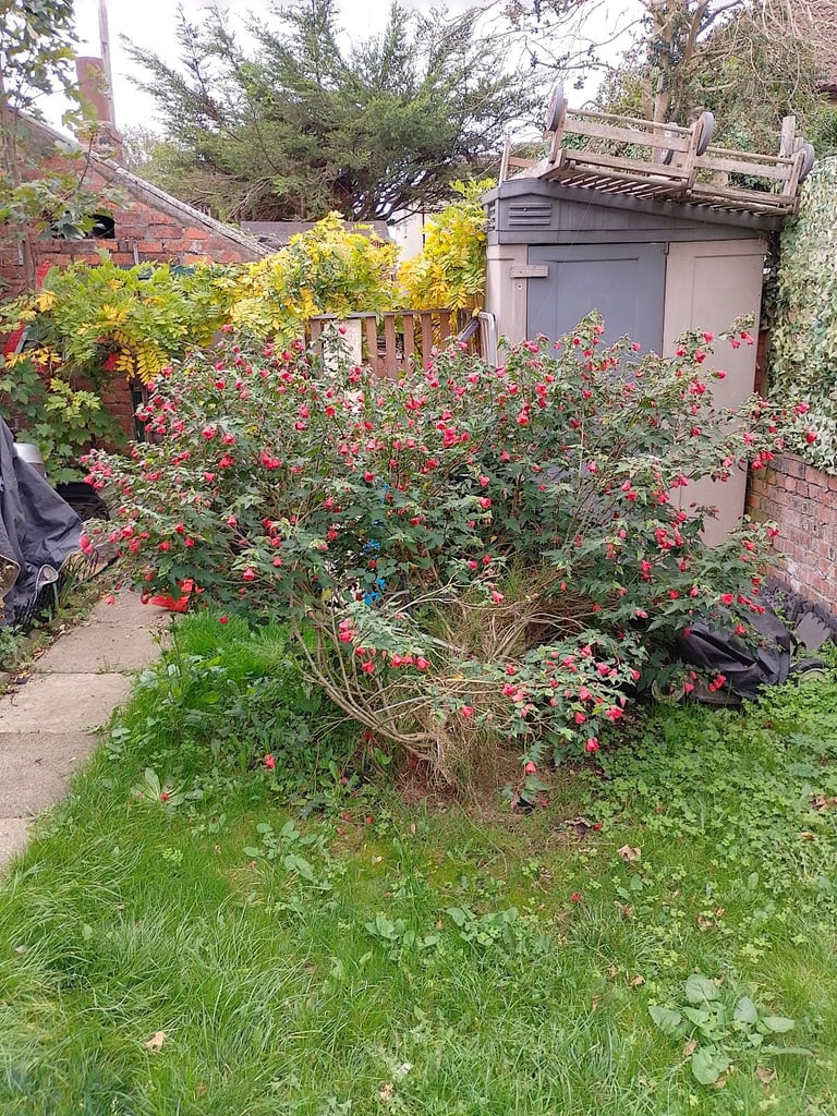 Wisteria tree and red flower bush 