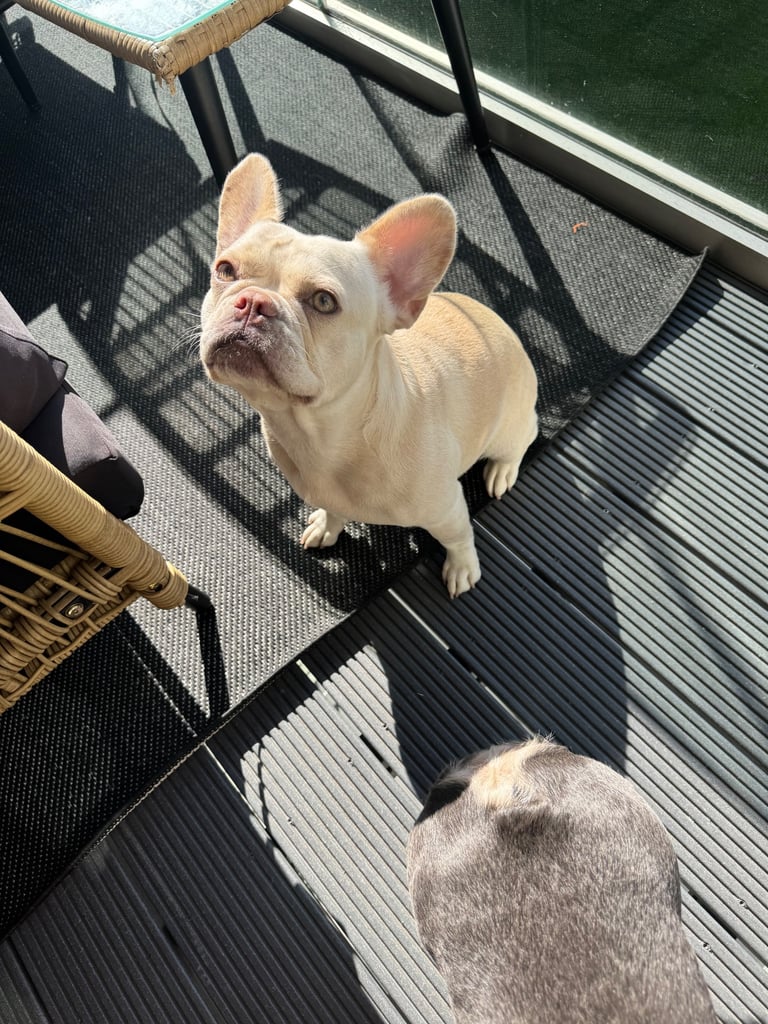 Platinum Purebred Female French Bulldog