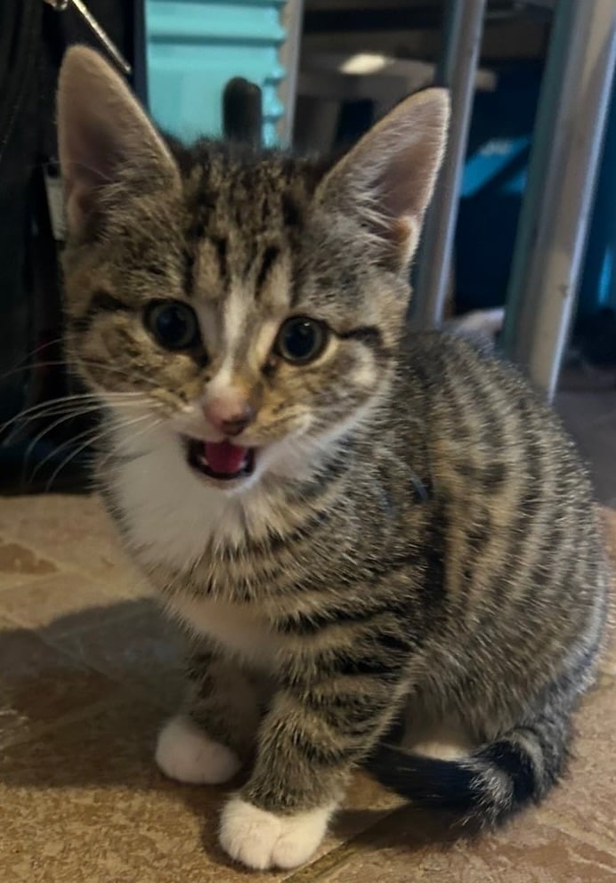 image for Male and female kittens