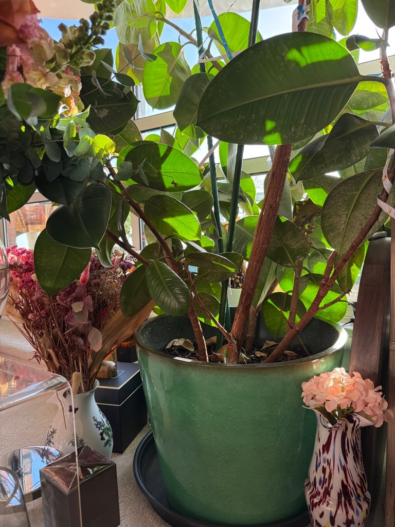 Large Rubber Plant 