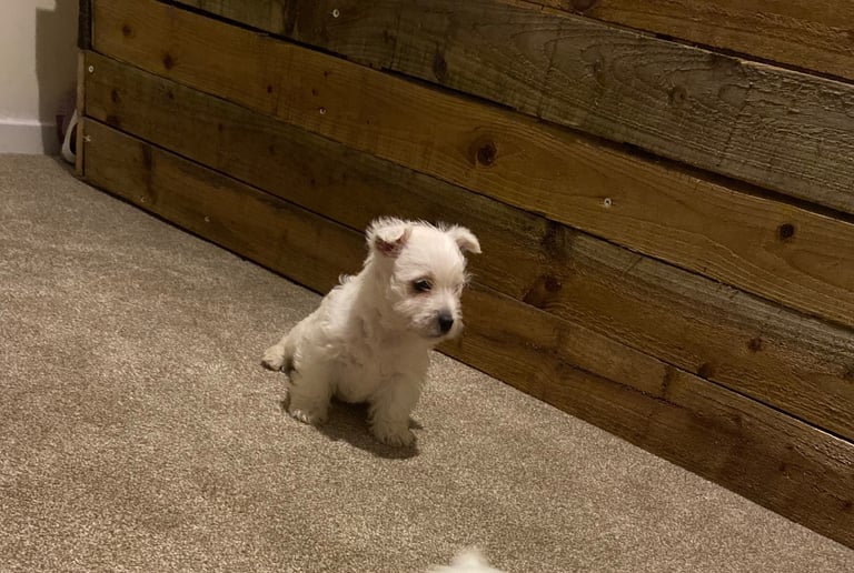 Westie pups
