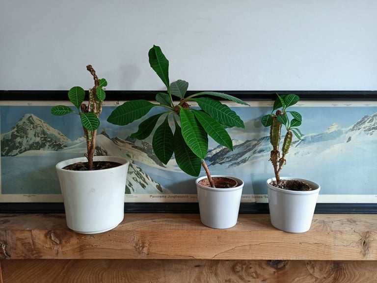 image for Madagascar Jewel houseplants