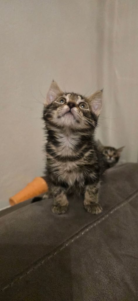 4 Fluffy kittens for sale