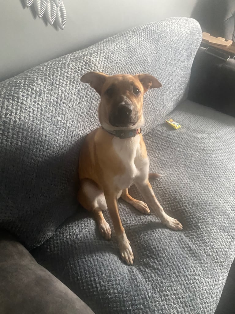 Dog