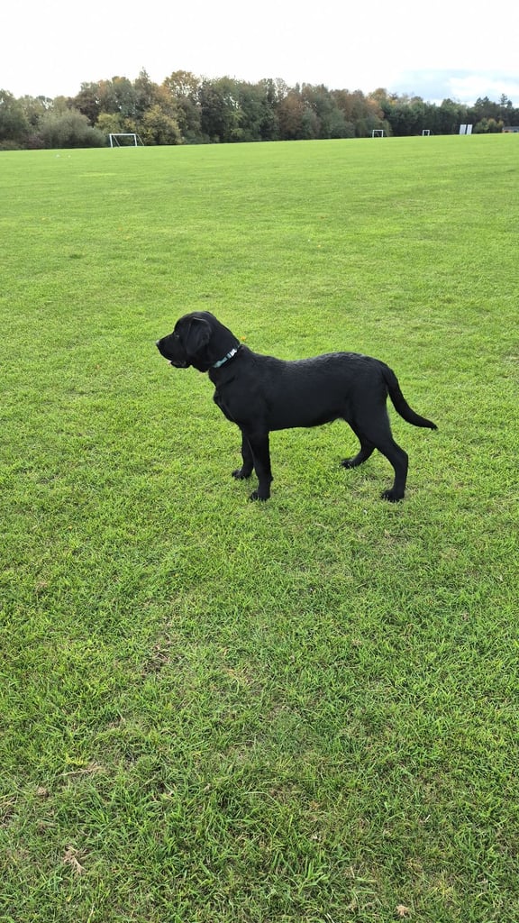 Labrador puppy 