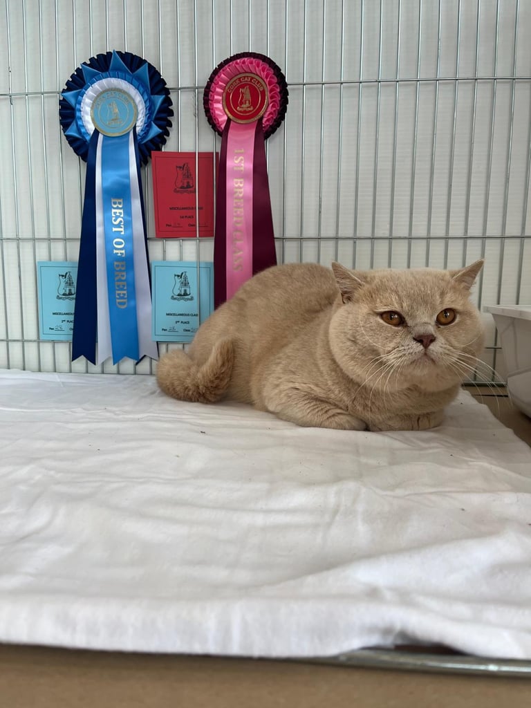 British shorthair 