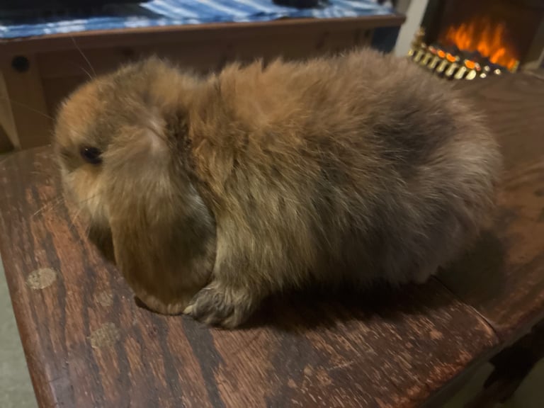 Lop Rabbits (2 Remaining)