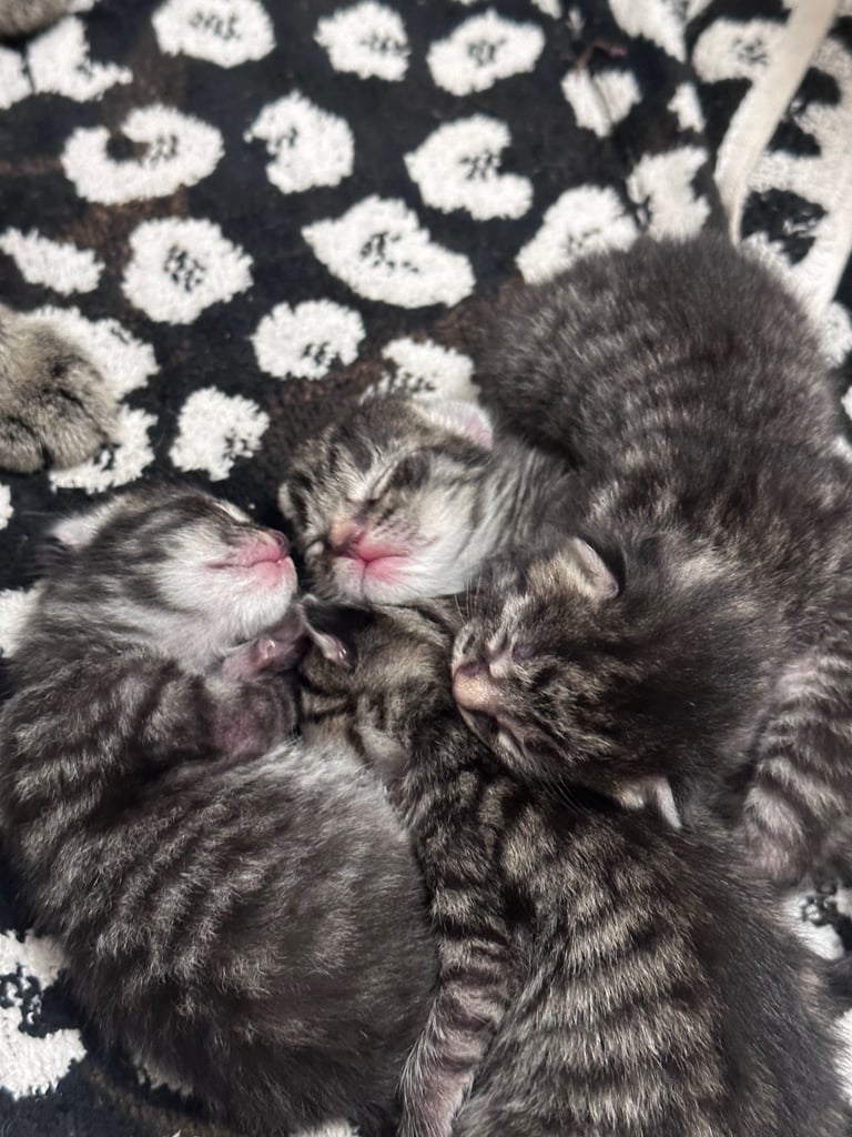 Cute tabby/bengal kittens 