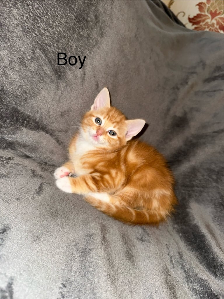 Kittens 