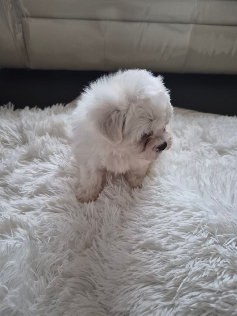  Bichon frise Crossed martens 