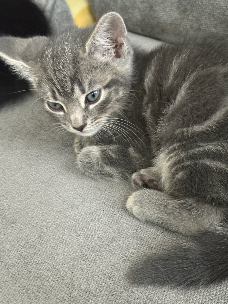 Kittens 
