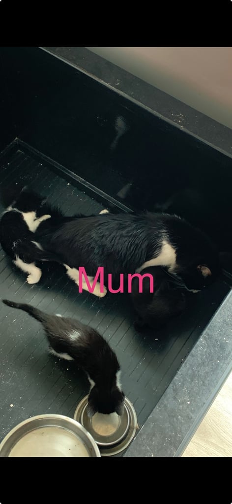 4 beautiful kittens looking for a new home 