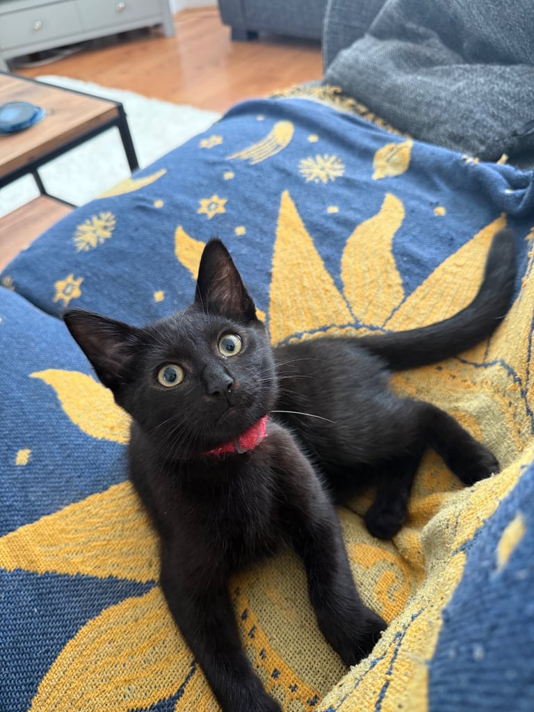 8-Month-Old Neutered Male Cat Looking for a New Home