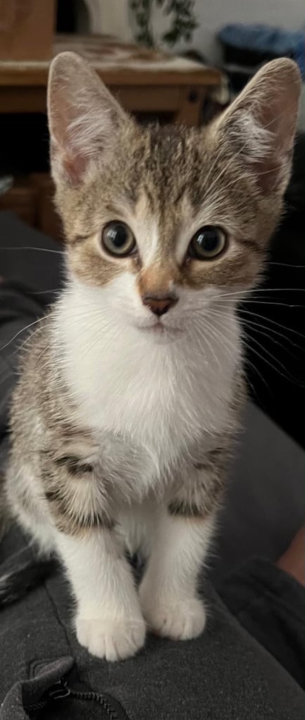 Gorgeous tabby kitten available 