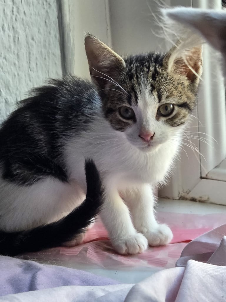 gorgeous kittens