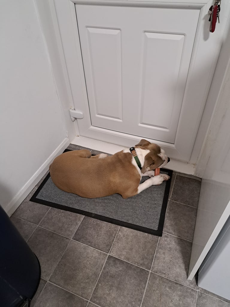 Beautiful male staffy for sale