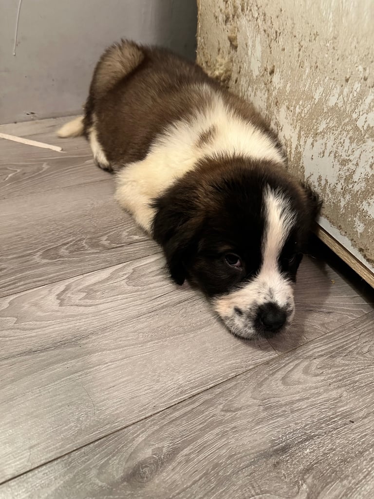 St Bernard puppies 