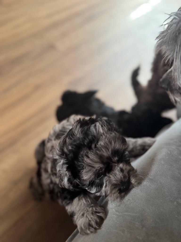 Ready Now only 2 stunning Shihpoo puppies Left!