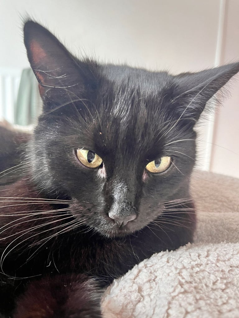 Brother and sister titch & lola 