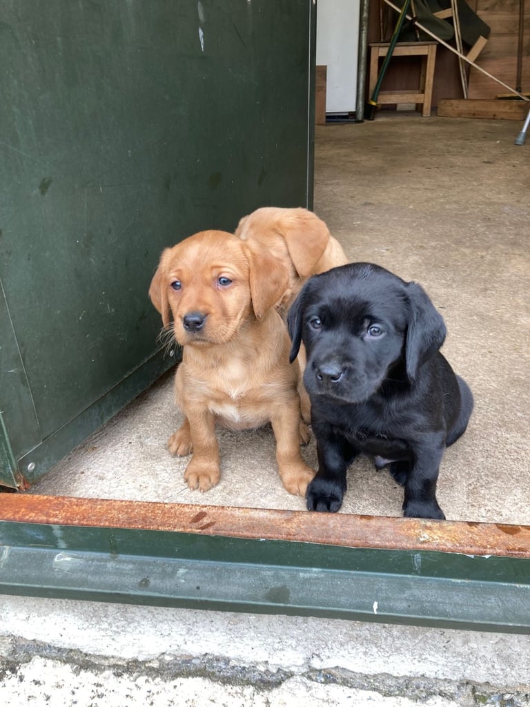 Beautiful Pups