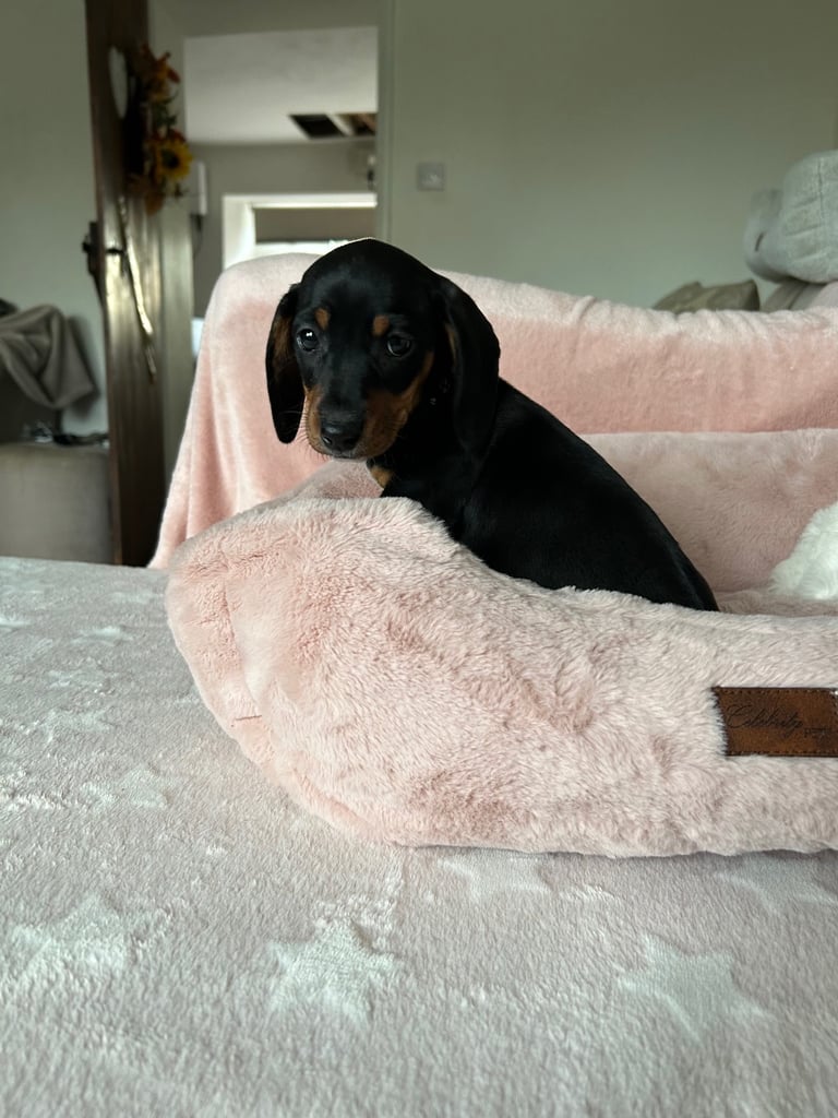 Ready now, 2 Beautiful girls  Dachshund puppies available 