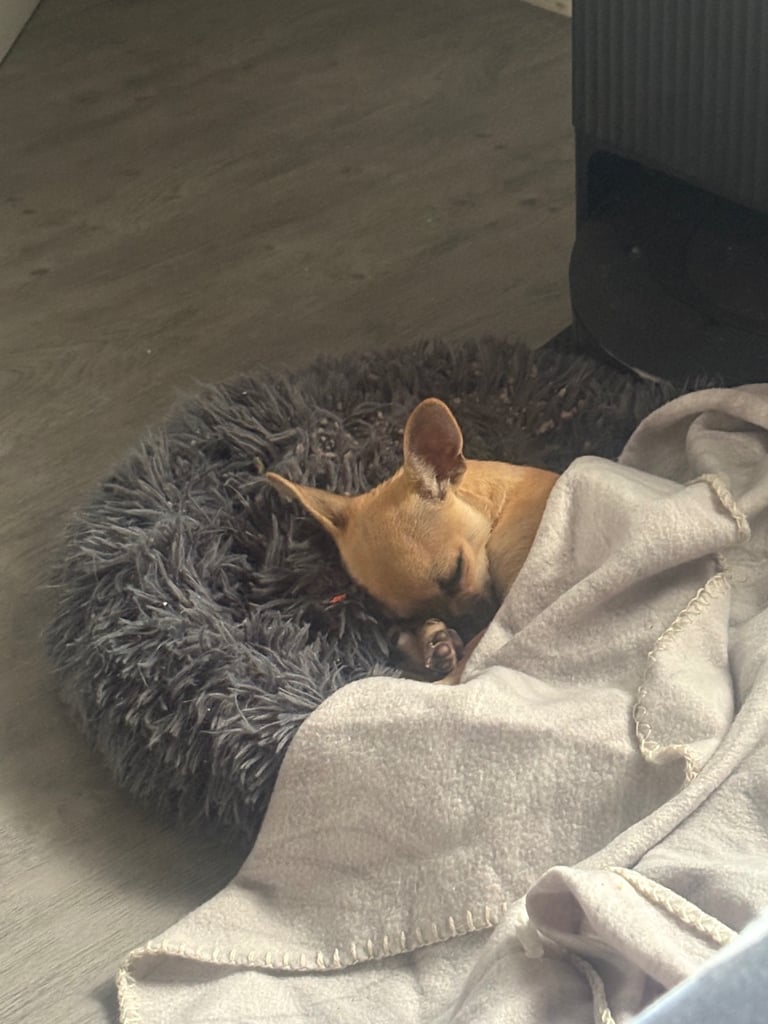 Chihuahua puppy for sale ( girls )