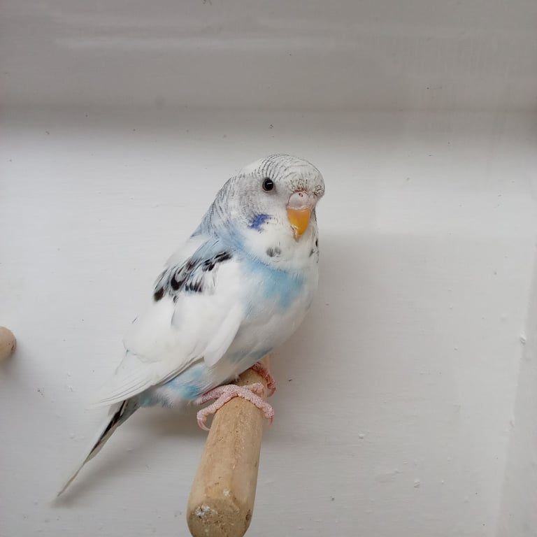 Nice young budgies for sale 