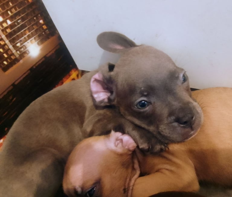 French Bulldog x Staffy - Puppies ( Price Reduced 4 LEFT )