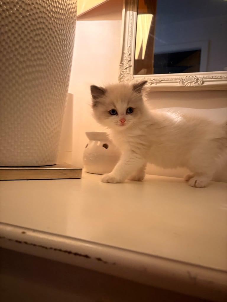 image for Ragdoll kittens