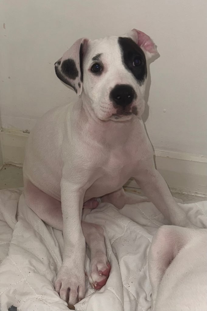 Staffy cross 