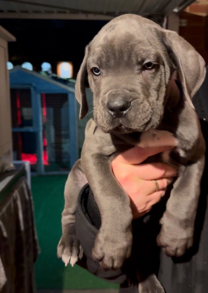 Elite Champion Bloodline Cane Corso puppies
