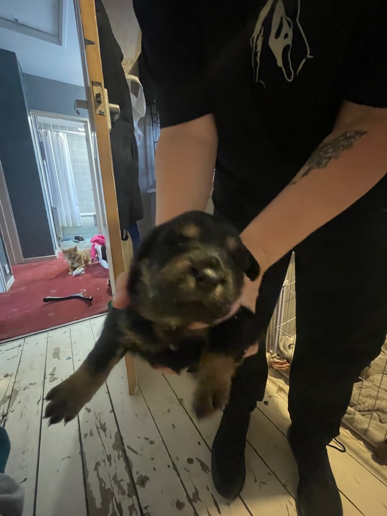 Shiba Inu cross chow chow cross springer spaniel 